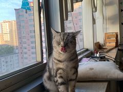 -Cappucimeow猫咪咖啡馆(韦伯时代店)