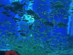-亚特兰蒂斯•OSSIANO奥西亚诺海底餐厅