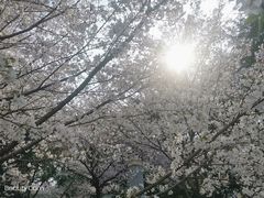 -武汉大学-樱园