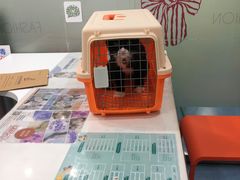 -伟伟宠物医院·CT影像中心·瑞派犬猫综合性门诊(汉口总院)