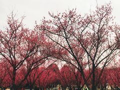 -秀丽东方