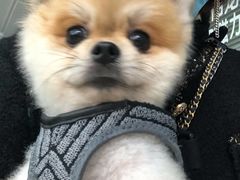 -爱侣宠医·鹦鹉专科·小型哺乳类·异宠专科(灵石路店)