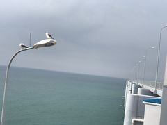 -星海湾跨海大桥