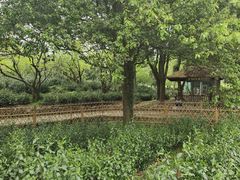 -协和菜馆(凤凰街店)