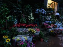 -青石桥花鸟鱼虫市场(叠翠城店)