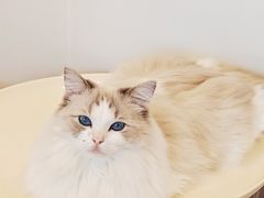 -有喵·猫咖·狗咖·40+猫狗有小奶狗(岗厦店)