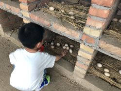 -上美四季动物农场