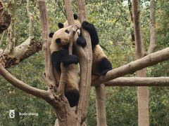 -都江堰中华大熊猫苑