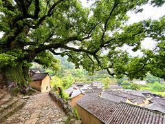 -杨家堂村