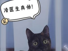 -艾贝尔宠物诊疗