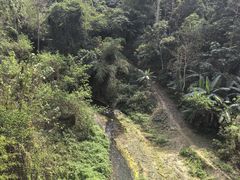 -西双版纳原始森林公园