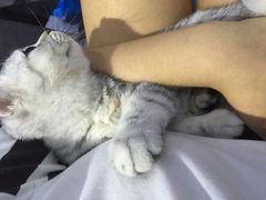 喵的天空-喵的天空名猫咖啡馆·撸猫·猫舍·用品