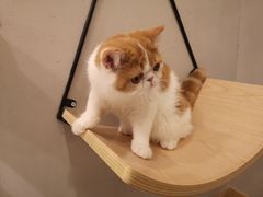 -飞行喵MR PILOT|猫舍·猫咖(静安大融城店)