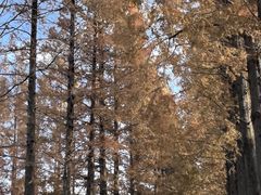 -黄海国家森林公园