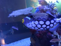 -西雅图水族馆