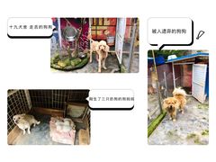 -成都爱之家动物救助中心