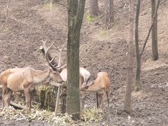 -沈阳森林动物园