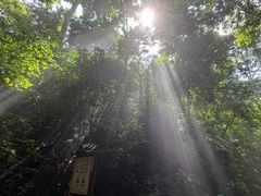 -西双版纳原始森林公园