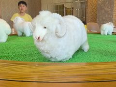 -老毛手抓·盐池滩羊非遗手抓(宁夏总店)