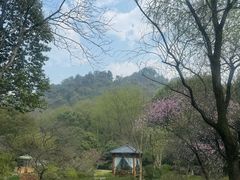 -龙井草堂