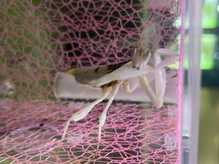 -上海昆虫博物馆