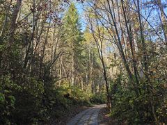 -五营红松林海景区