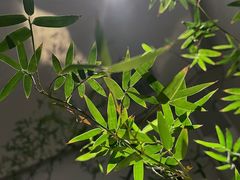 -九献创意菜·牛排馆(亮马河花园店)