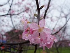 -天适樱花悠乐园