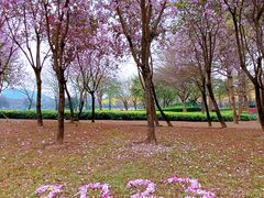 -顺峰山公园