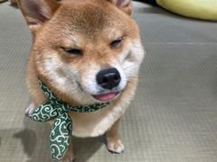-逗柴咖啡屋·狗咖猫咖宠物桌游