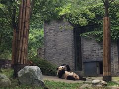 -都江堰中华大熊猫苑