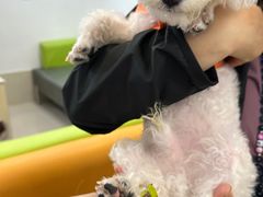 -北京观赏动物医院·24小时大型综合·猫专科·异宠专科