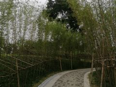 -王借岗森林公园