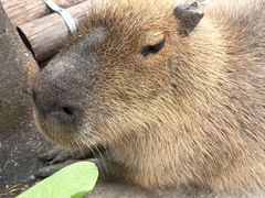 -上海野生动物园老虎餐厅