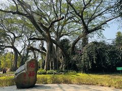 -独树成林
