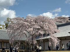 -醍醐寺