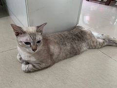 -佳怡动物医院·平价24小时·猫专科骨外科