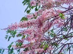 -深圳国际园林花卉博览园