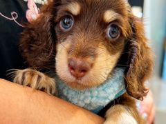 -萌宠之家·腊肠犬·马尔泰·小体犬舍