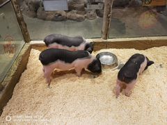 -姑苏二十四集(iD PARK 歌林公园店)