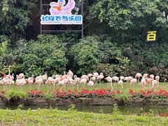 -广州长隆飞鸟乐园