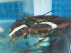 -东来菜馆•手抓海鲜家常菜•海鲜锅贴(鸽子窝店)