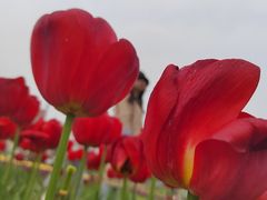 -花博汇(知音花月夜)