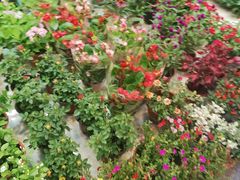 -双季花艺园艺市场(浦东店)