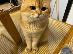 -柴迷FANS CLUB·柴犬狗咖·猫咖
