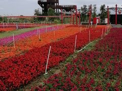 -芒洲湿地公园