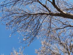 -石家庄市植物园