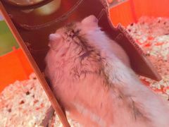 -藦茜花园宠物主题亲子互动体验馆(国顺东路店)