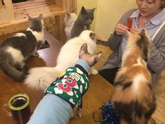 -猫色咖啡·猫咖