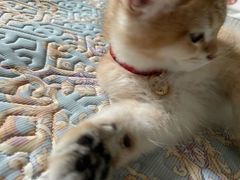 -lincat·猫舍(广州店)